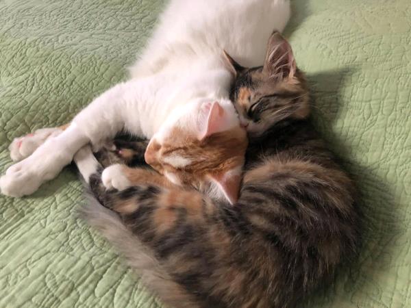 /Images/uploads/Friends of Seal Beach Animal Care Center/2022sbacc/entries/21184thumb.jpg